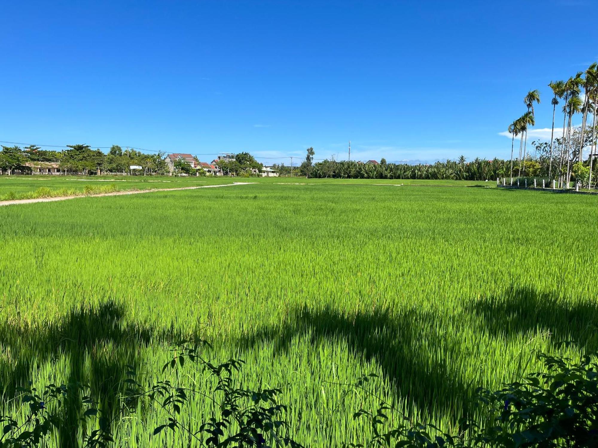 Chez Mimosa Hoi An - Rice Field - New Address Dx18, Thanh Nhut, Cam Thanh מראה חיצוני תמונה